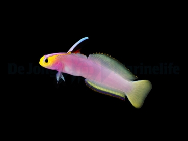 Nemateleotris helfrichi - Helfrichs Schwertgrundel